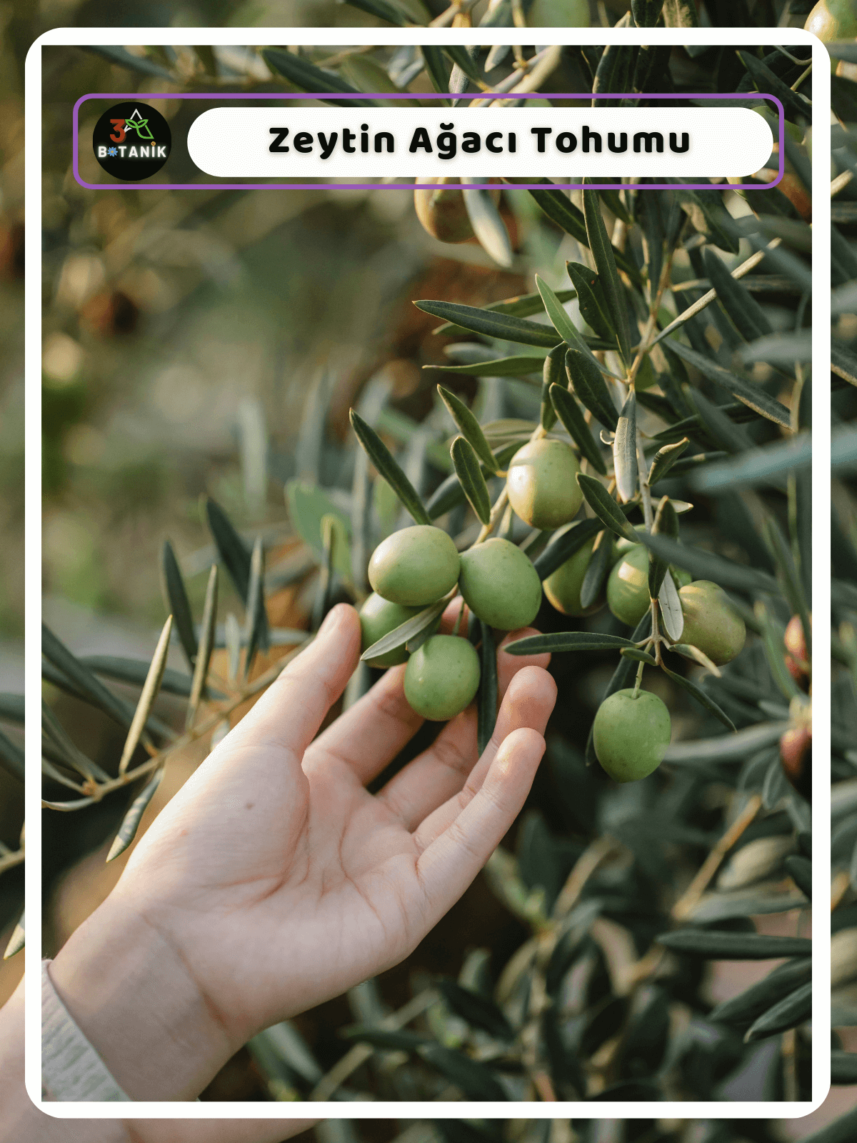 Zeytin%20Ağacı%20Tohumu,%202%20Adet%20Tohum